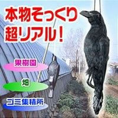 000000186535-01-m.jpg?t=